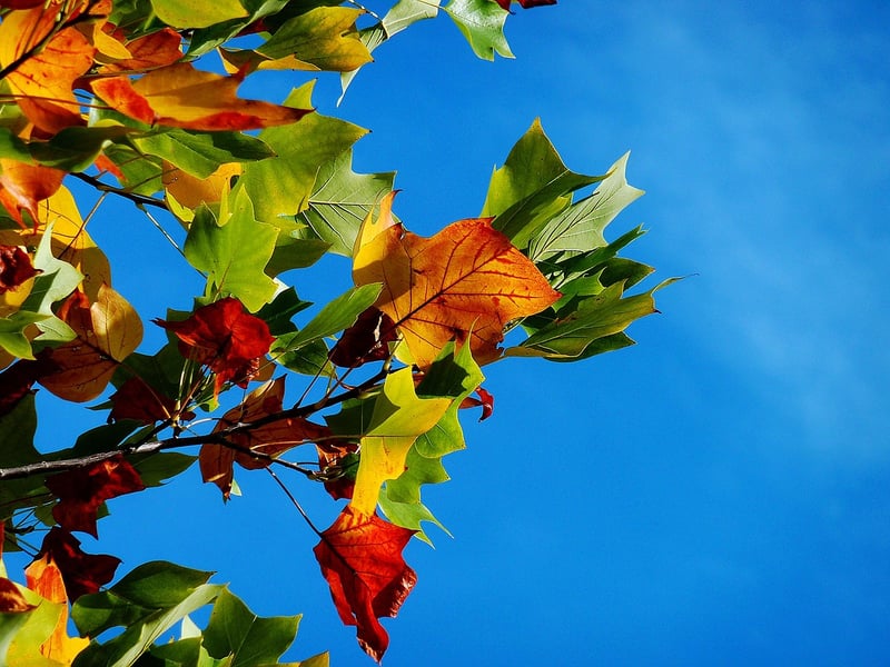 Foliage