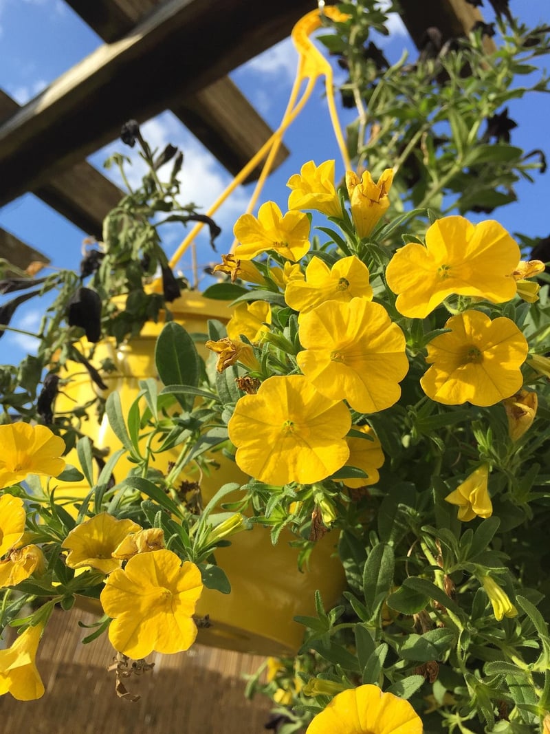 Tiered Hanging Basket Display