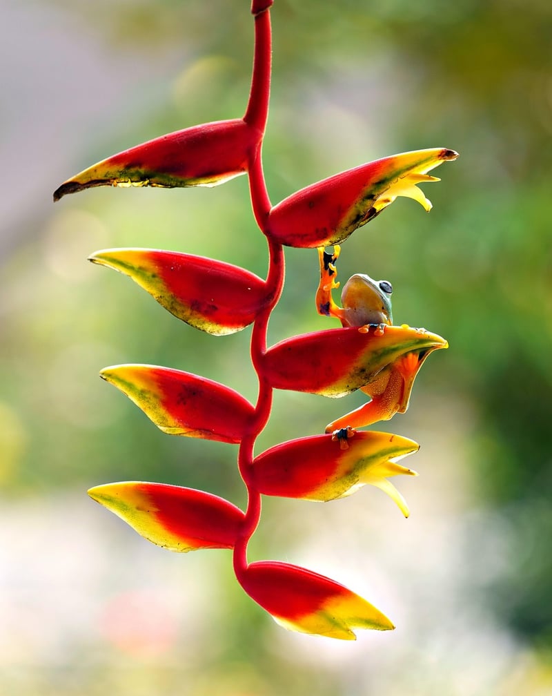 Ceiling Plant Canopy